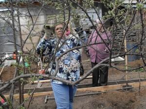 Усадьба. Обрезка деревьев