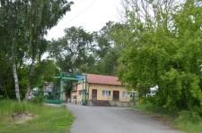 Опасные тополя