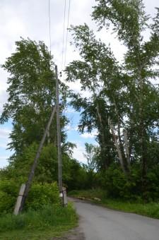 Опасные тополя