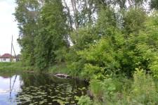 Опасные тополя