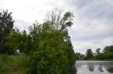 Опасные тополя