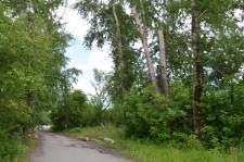 Опасные тополя