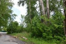 Опасные тополя