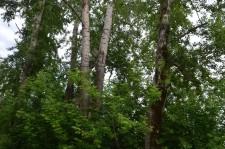 Опасные тополя