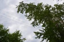 Опасные тополя