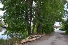 Опасные тополя