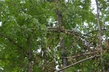 Опасные тополя