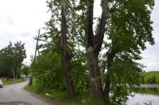 Опасные тополя