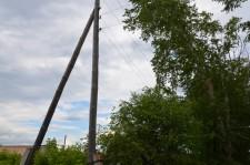 Опасные тополя