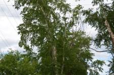 Опасные тополя