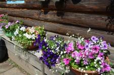 Усадьба Лебедевой. Цветы