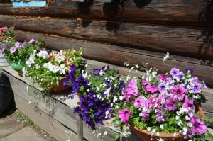 Усадьба Лебедевой. Цветы