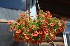 Усадьба Лебедевой. Цветы