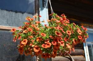 Усадьба Лебедевой. Цветы