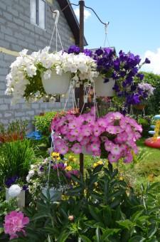 Усадьба Лебедевой. Цветы