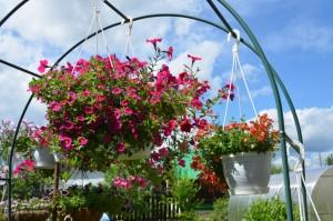 Усадьба Лебедевой. Цветы