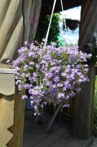 Усадьба Лебедевой. Цветы