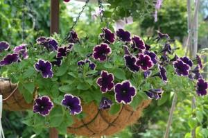 Усадьба Лебедевой. Цветы