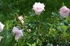 Усадьба Шушменцевых