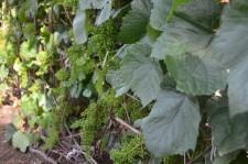 Усадьба Шушменцевых