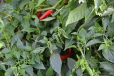 Усадьба Шушменцевых перец