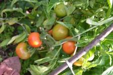 Усадьба Шушменцевых томаты
