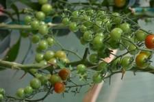 Усадьба Шушменцевых томаты