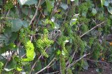 Усадьба Шушменцевых виноград