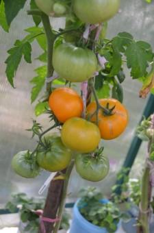 Усадьба Шушменцевых томаты