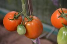 Усадьба Шушменцевых томаты