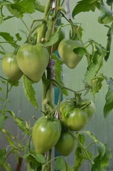 Усадьба Шушменцевых томаты