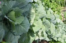 Усадьба Шушменцевых капуста