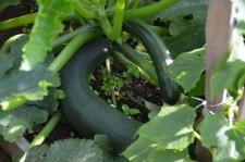 Усадьба Шушменцевых кабачки