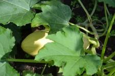 Усадьба Шушменцевых кабачки