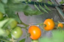 Усадьба Шушменцевых томаты