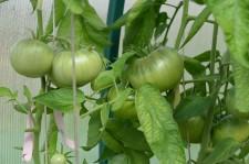 Усадьба Шушменцевых томаты