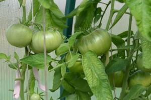 Усадьба Шушменцевых томаты