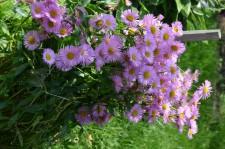 Усадьба Шушменцевых