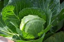 Усадьба Шушменцевых капуста