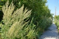 Репей в центре города