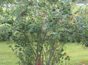 Черноплодная рябина усадьба