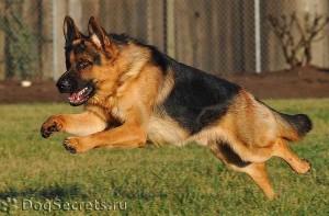 Овчарка, собака