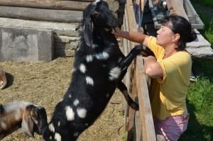 Англо-нубийский козлик