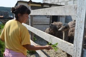 Эльвира кормит струасиху Катю одуванчиками