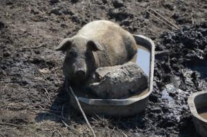 Свинья Мангалица Венгерская