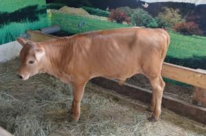 Джерсейский бычок