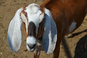 Англо-нубийская коза