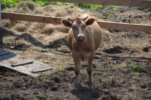 Джерсейская корова