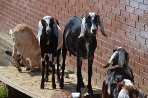 Англо-нубийские козы