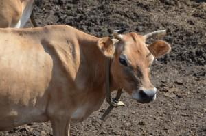 Джерсейская корова